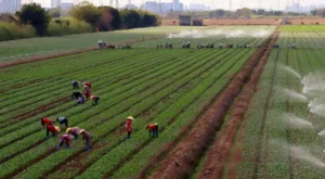 Read more about the article Modern innovations in the traditional scythe: contributing to the future of sustainable agriculture