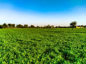 Read more about the article Gender revolution on the scythe: the overlooked $7 billion market for women in agriculture